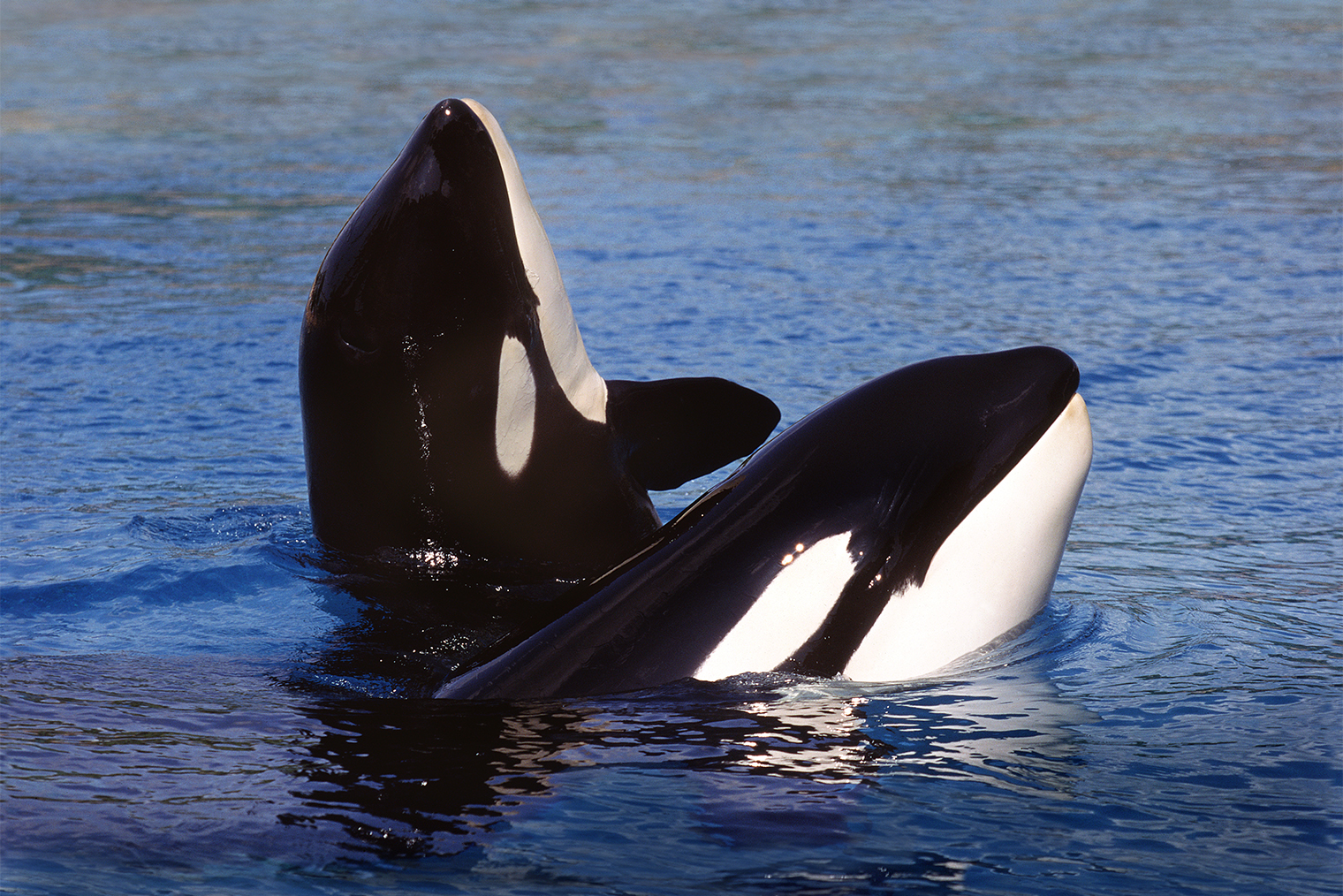 Белое пятно в области глаза косатки называют заглазничным © slowmotiongli / Shutterstock / FOTODOM