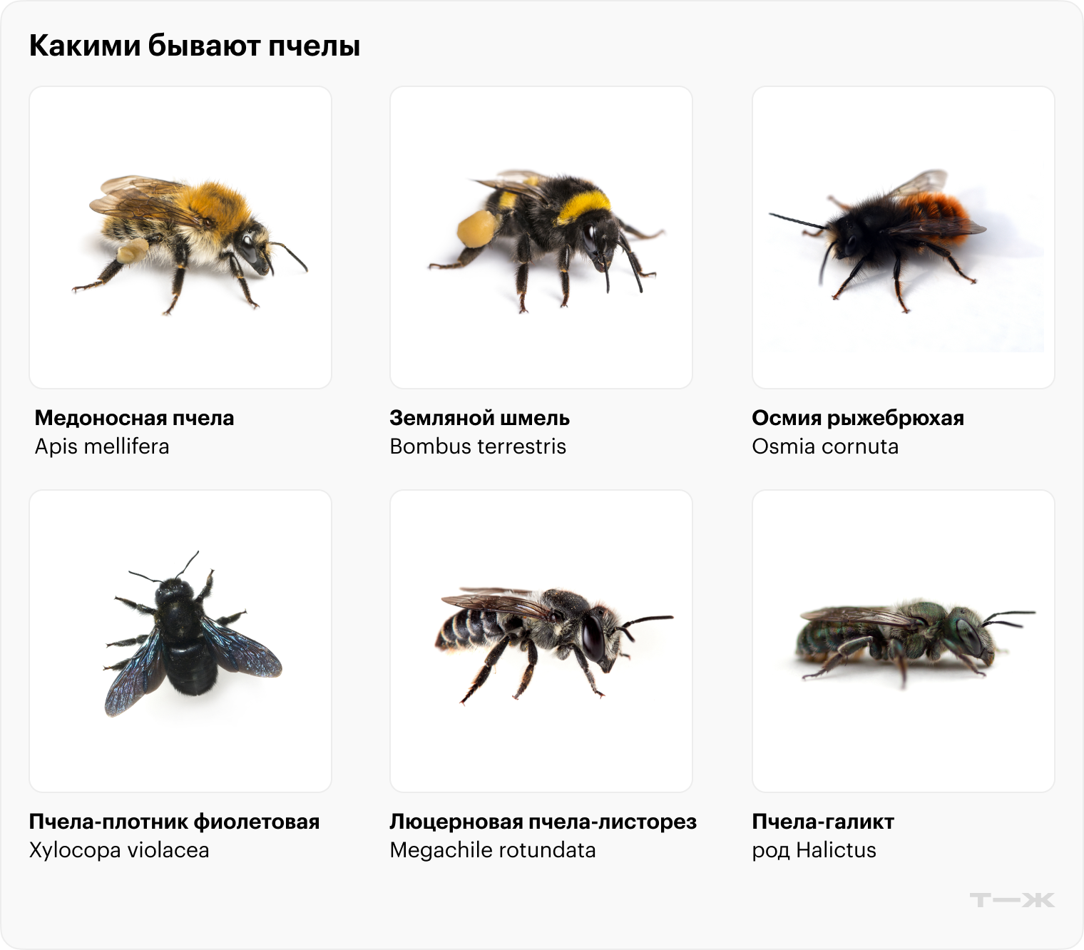 © Eric Isselee, Manfred Ruckszio, Macronatura.es, Melinda Fawver / Shutterstock / FOTODOM