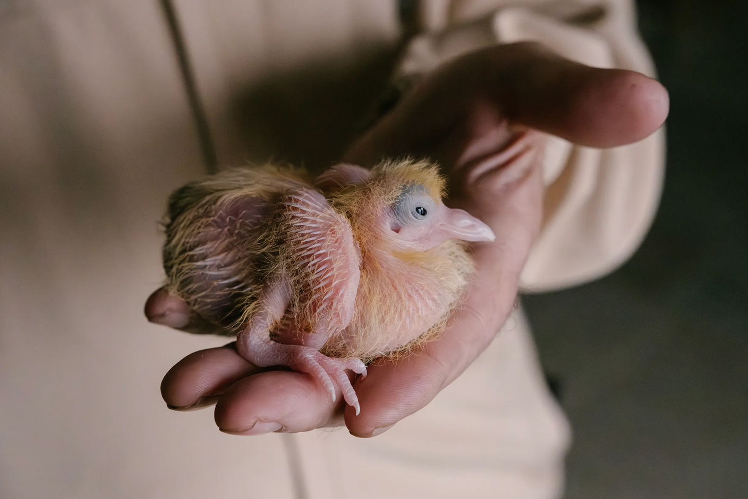 Со временем птенец сменит оперение, подрастет, научится ходить и летать. © Анастасия Пожидаева