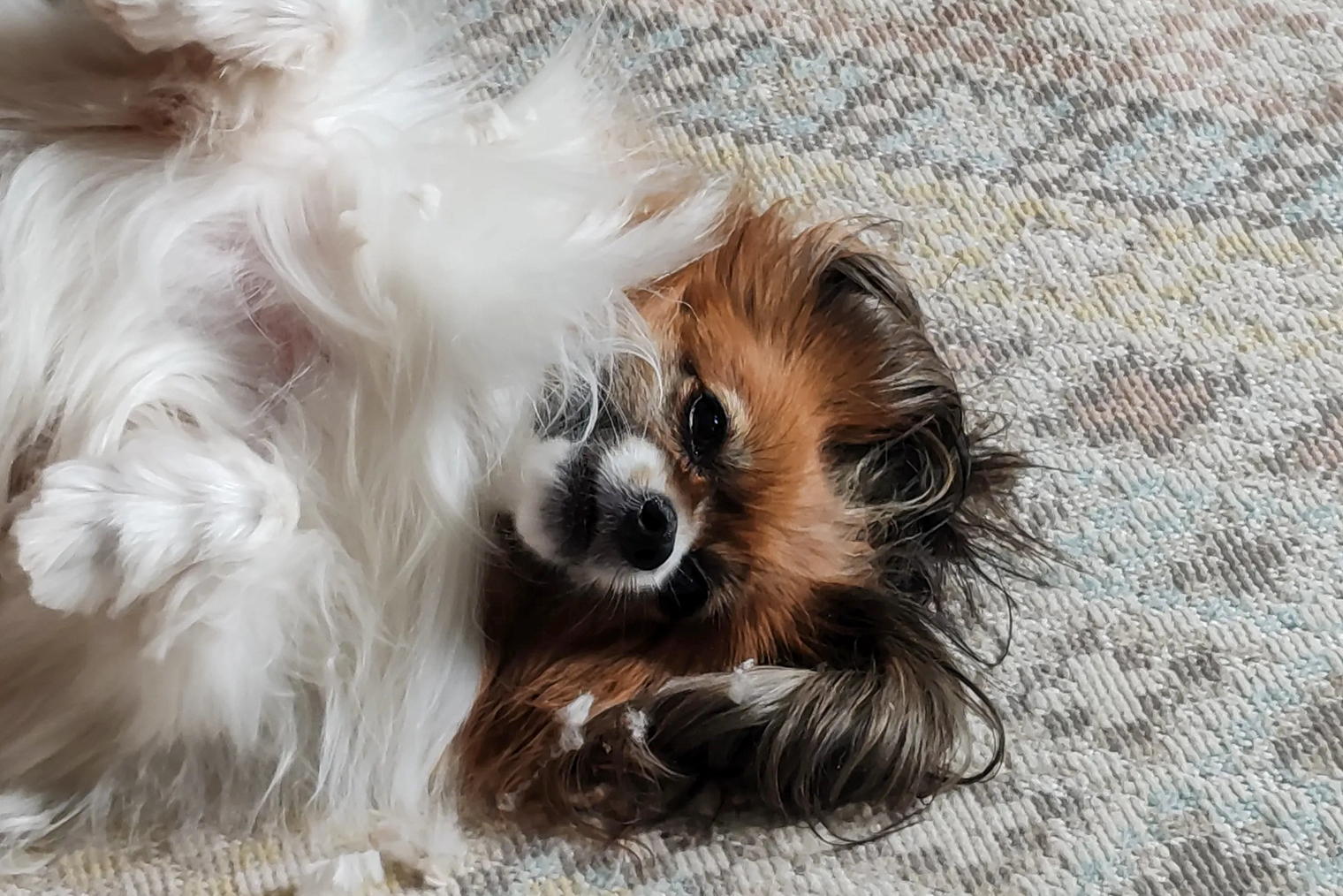 Наша Шарлотта