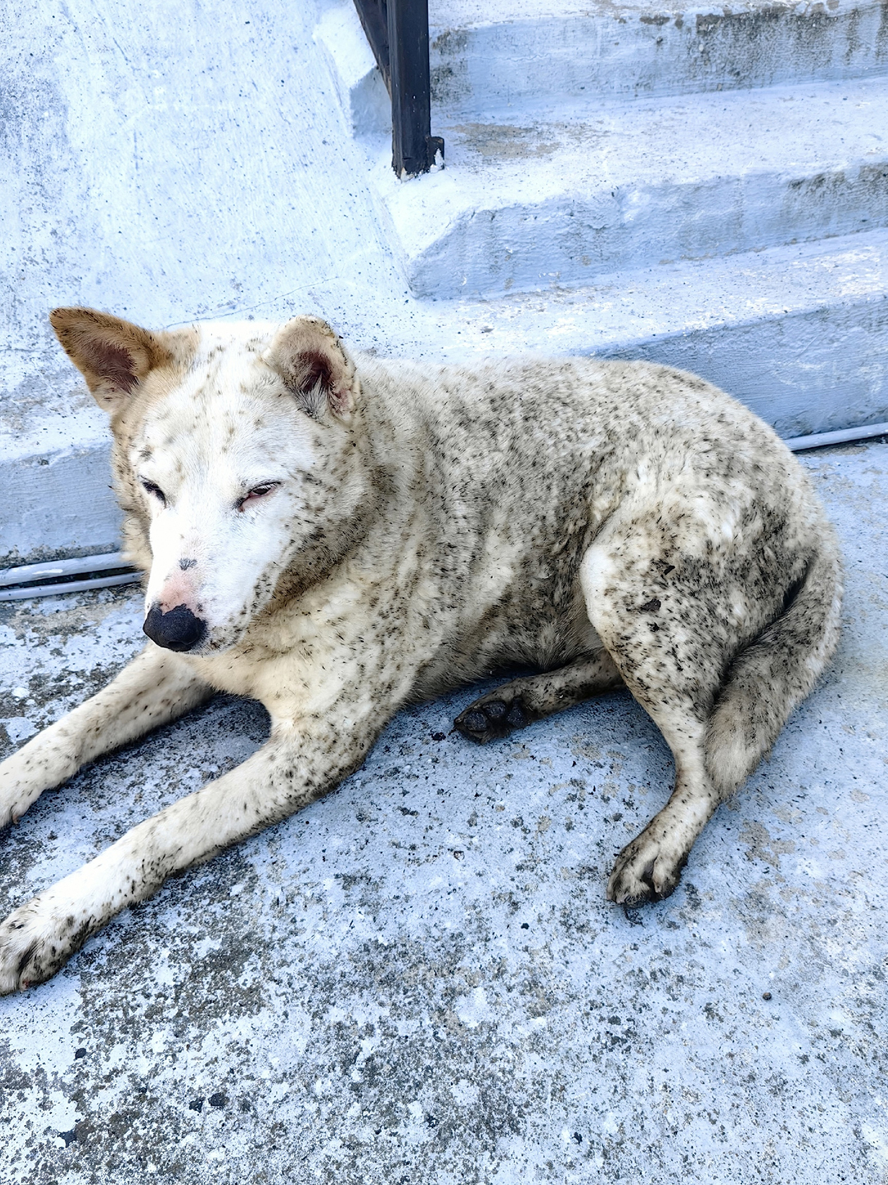 Собака, которую предстоит отмыть. © «Шанс на жизнь Туапсе» / VK