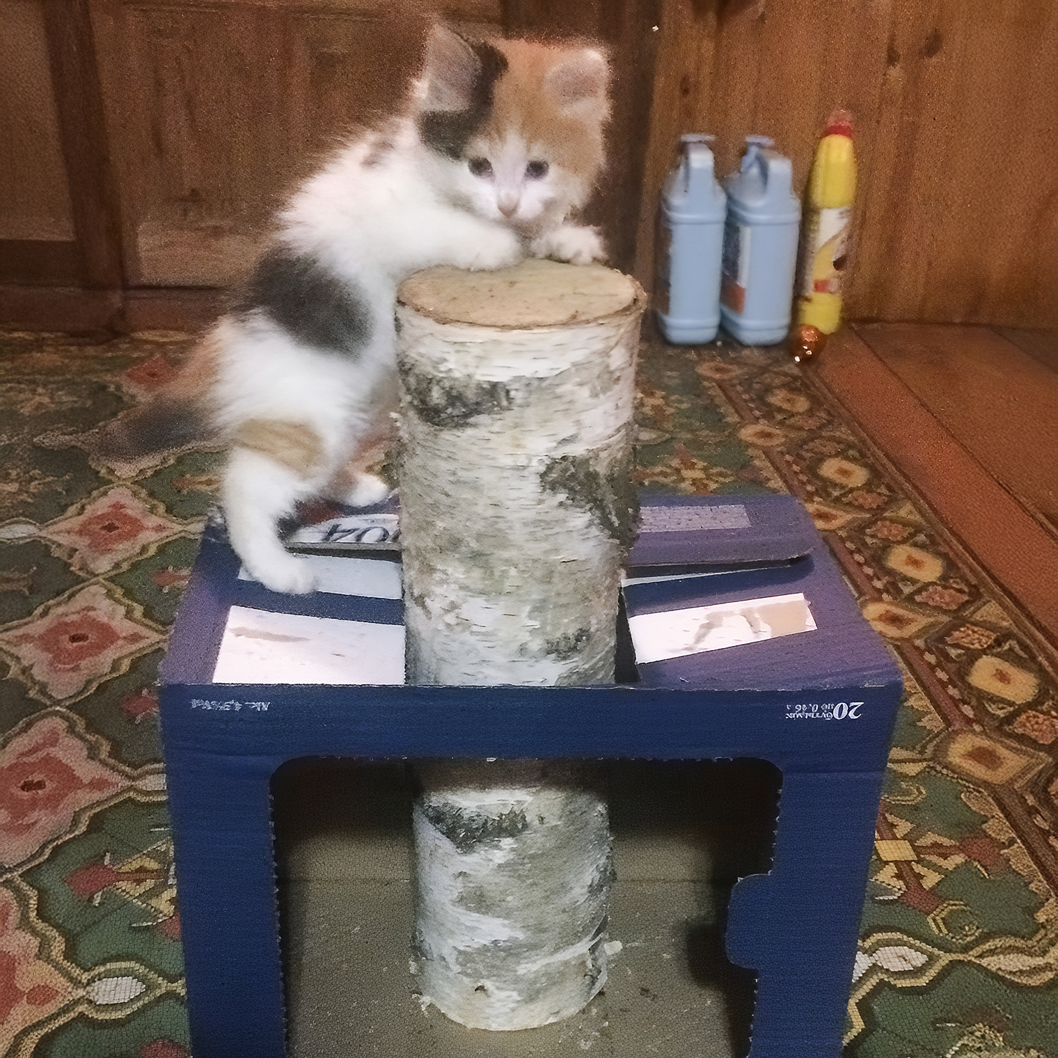 Когда кошка подросла, эта конструкция стала для нее маловата