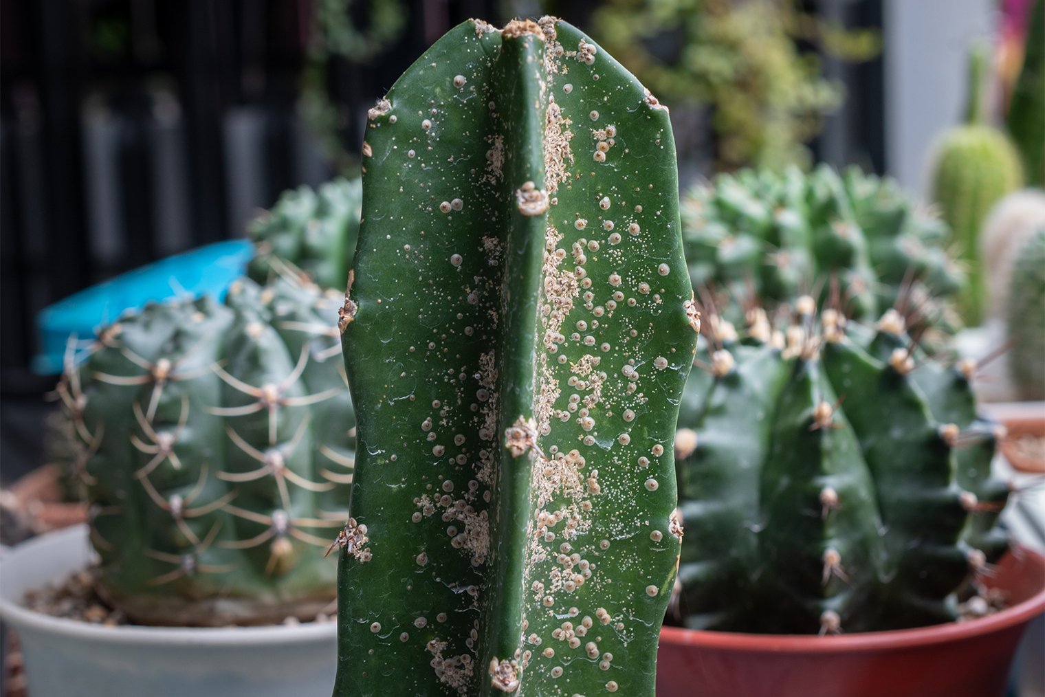 Колония щитовок на кактусе. © Boyloso / Shutterstock / FOTODOM