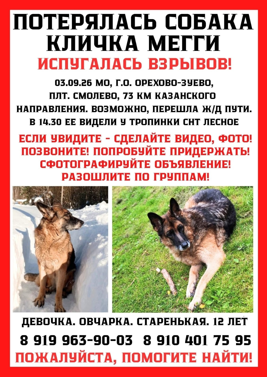 Пример объявления о поиске собаки. © vk.com
