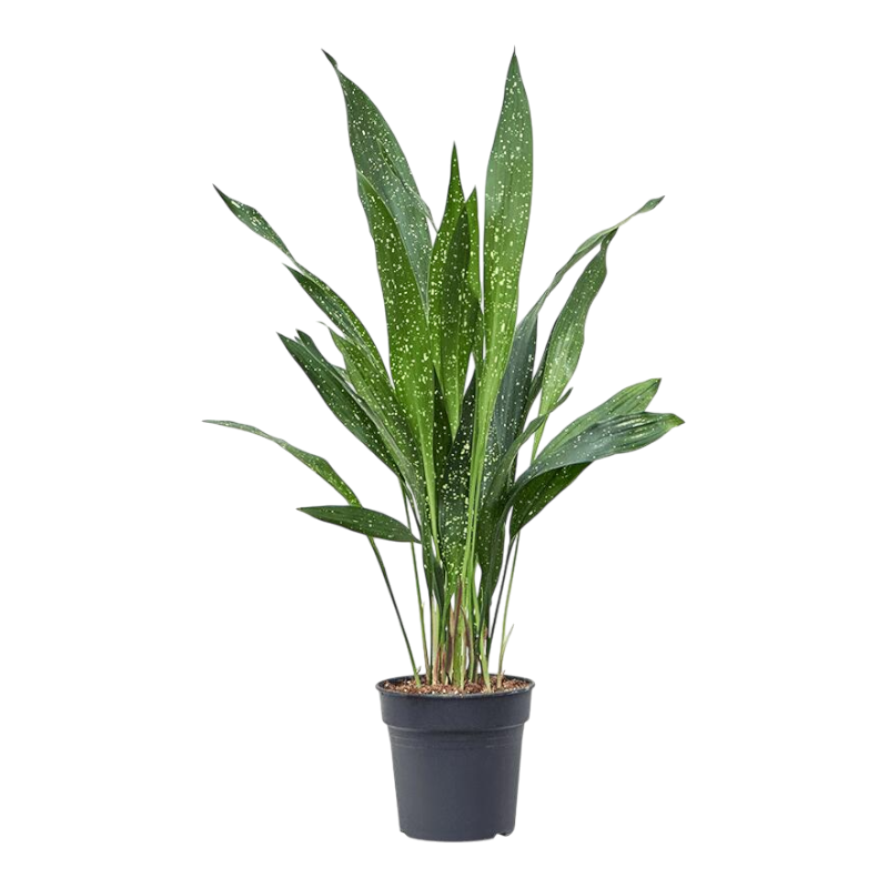 Аспидистра «милки вэй»