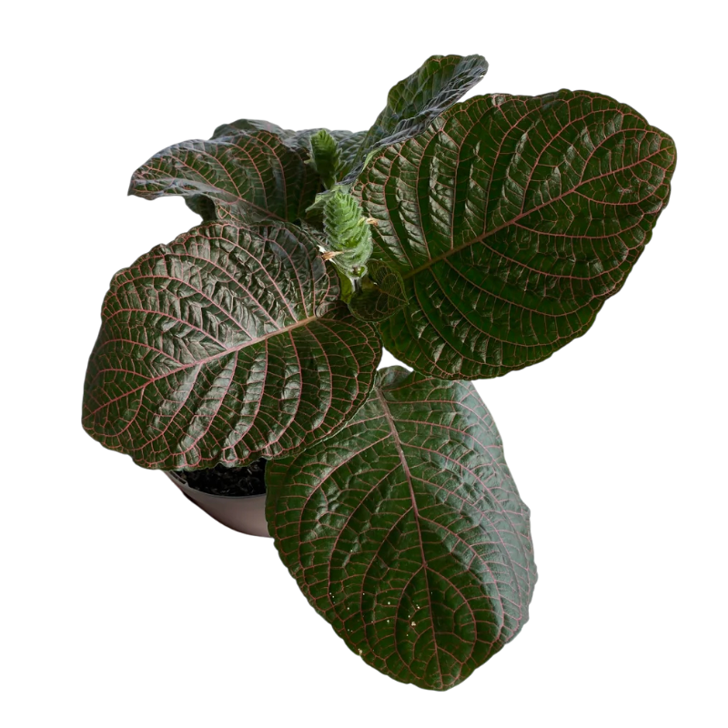 Фиттония «гигантеа» (гигантская)