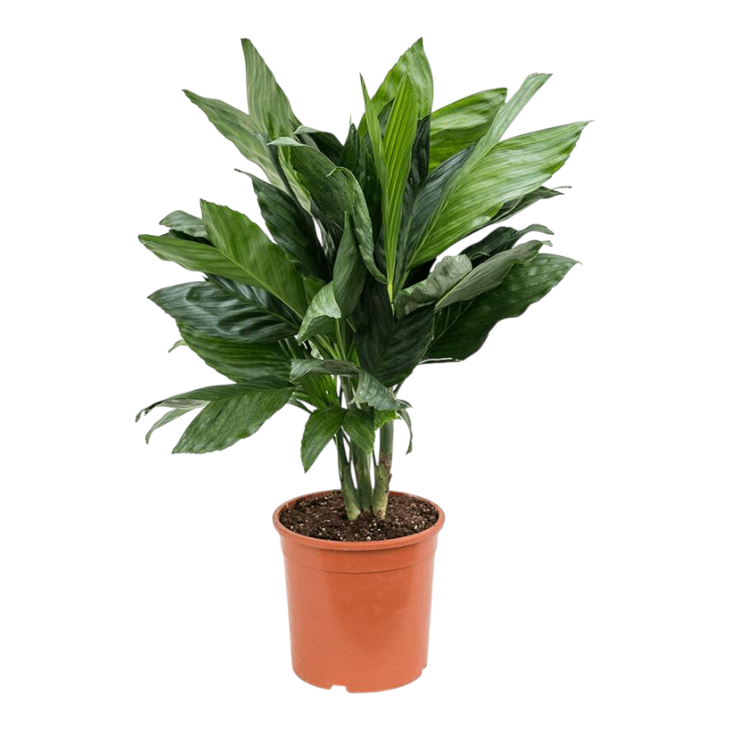 Хамедорея металлика