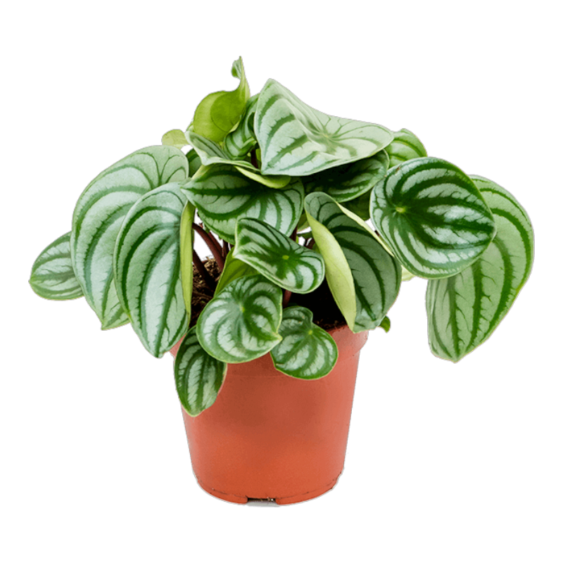 Арбузная пеперомия