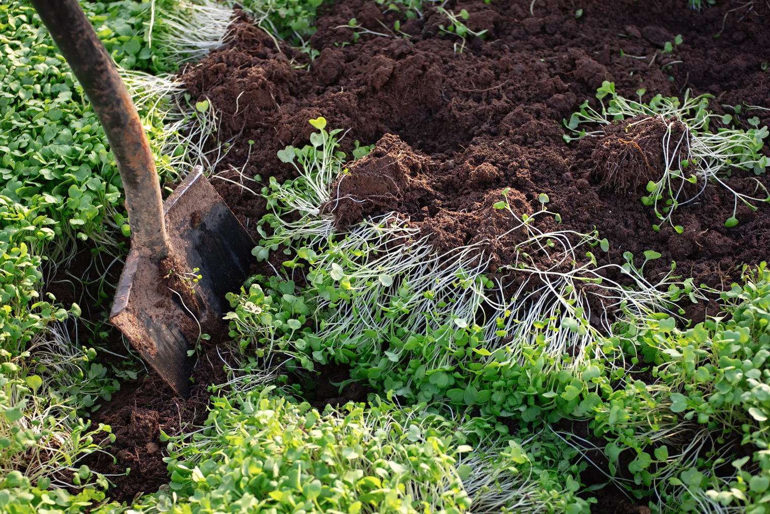 Независимо от времени посева все сидераты используют одинаково: немного подращивают, после чего закапывают в почву. Фотография: Elena_Gr / Shutterstock / FOTODOM