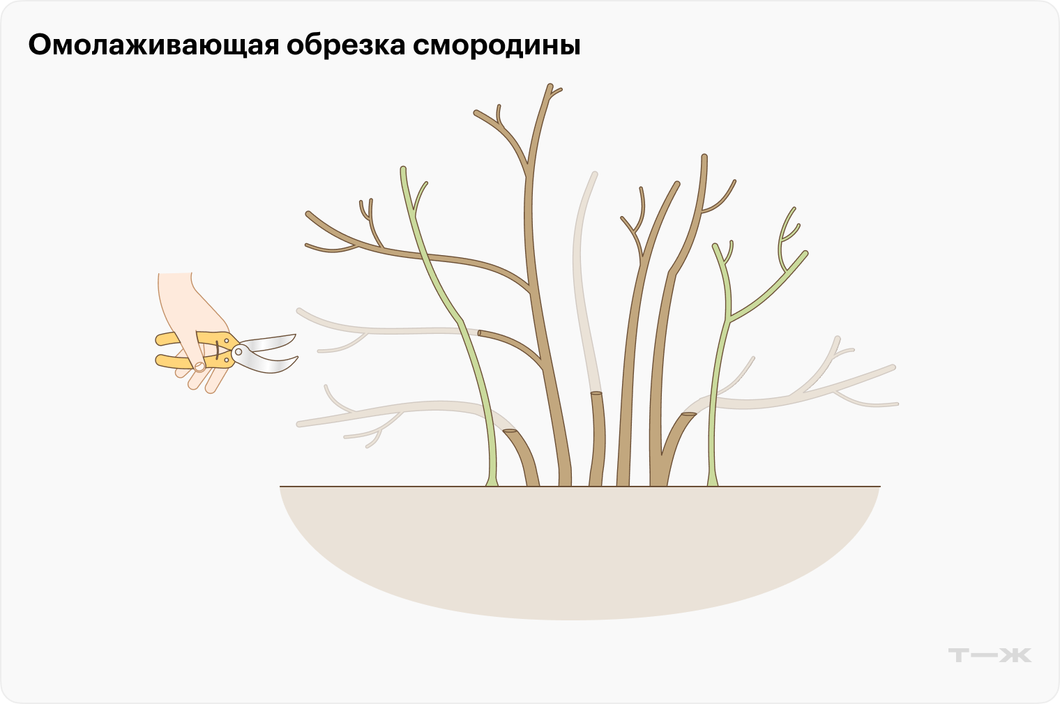 Старые побеги вырезают у земли. Если от них отходят побеги второго порядка, их можно оставить