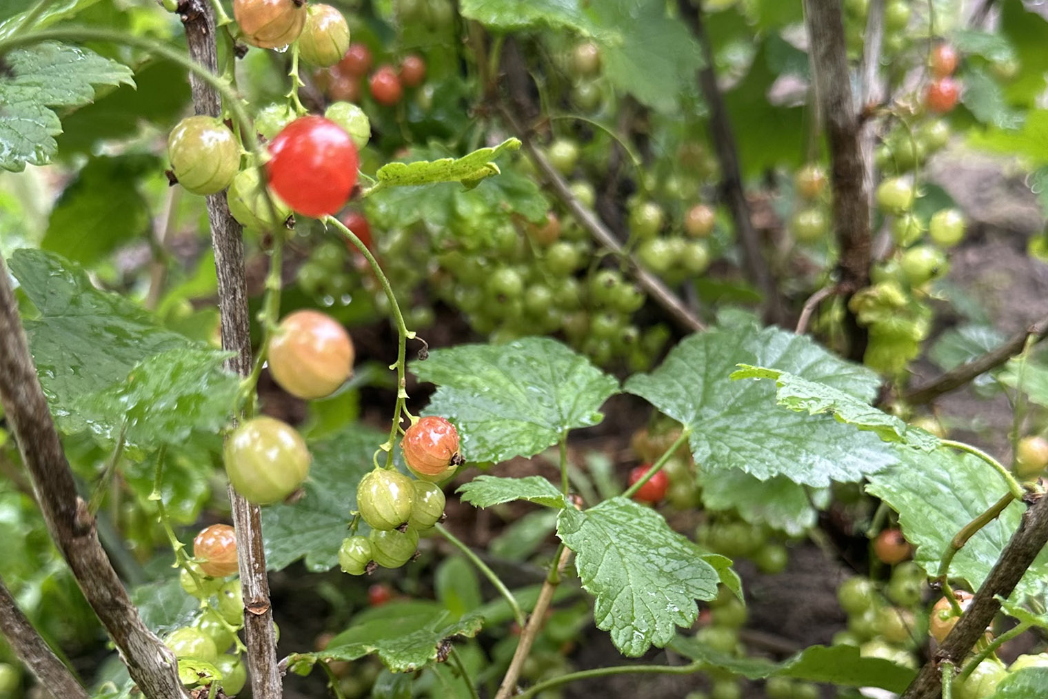 От старых хозяев дачи этот куст красной смородины достался мне полусухим. Я его омолодила, подкормила и получила урожай