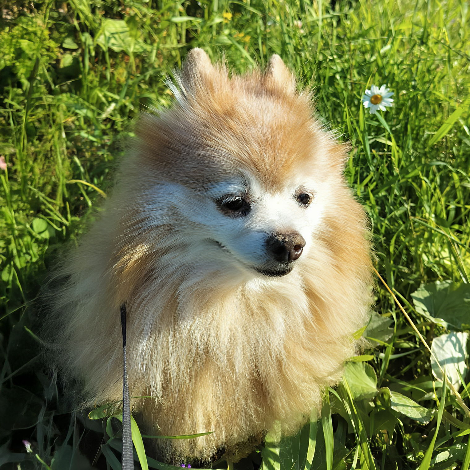 Джейк гуляет только в местах, которые выбрал сам