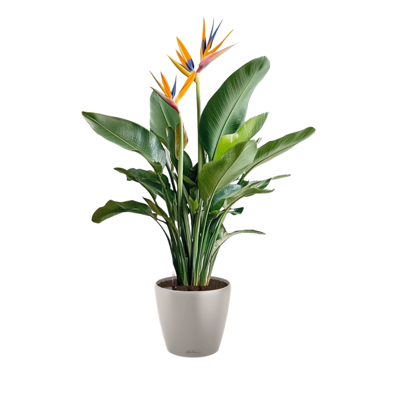 Стрелиция Регина, или королевская