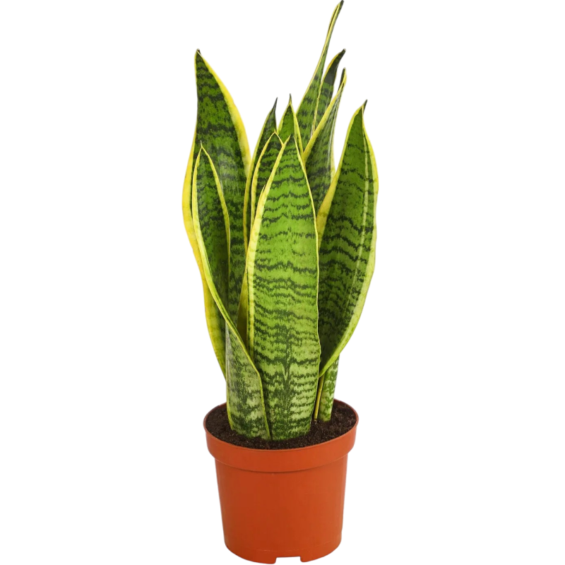 Сансевиерия