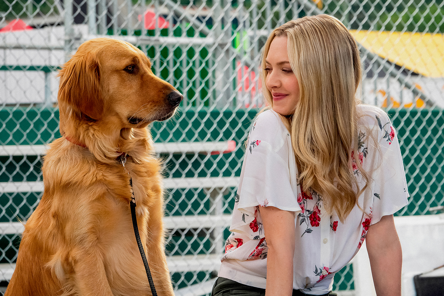 В фильме «Невероятный мир глазами Энцо» играет собака другой породы — золотистый ретривер. Кадр: The Art of Racing in the Rain / 20th Century Studios