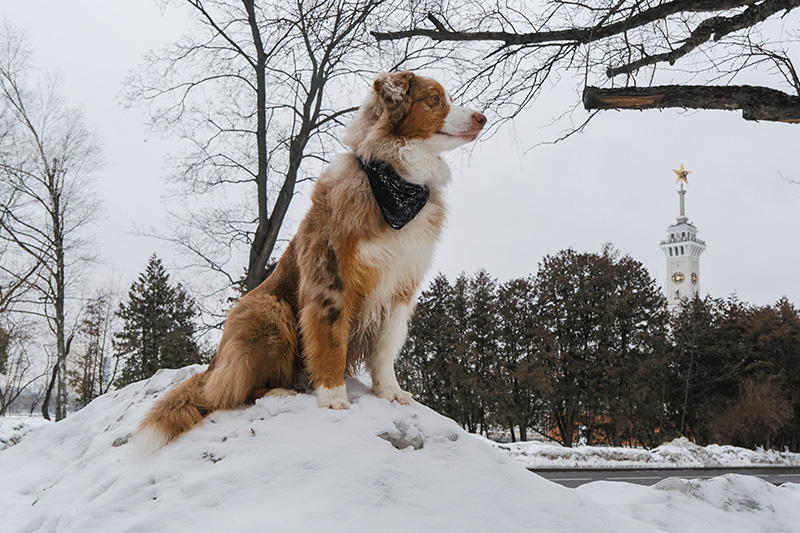 Скорректируйте график прогулок