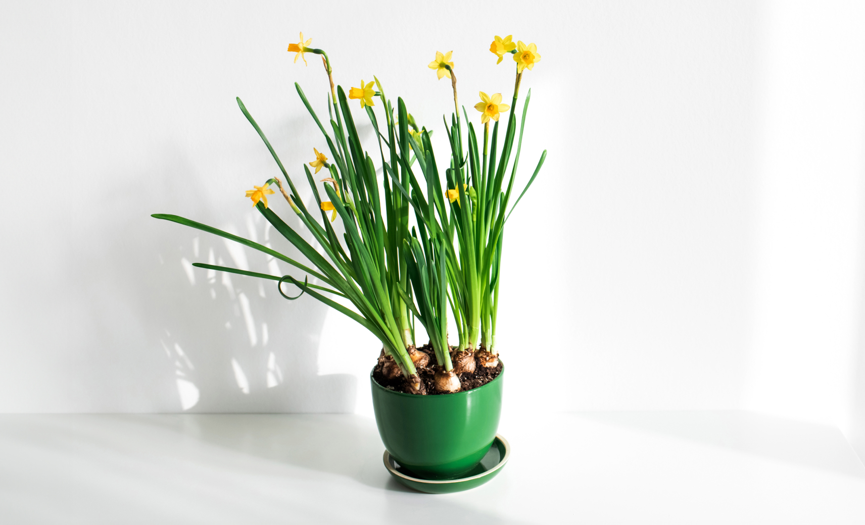 Нарциссы