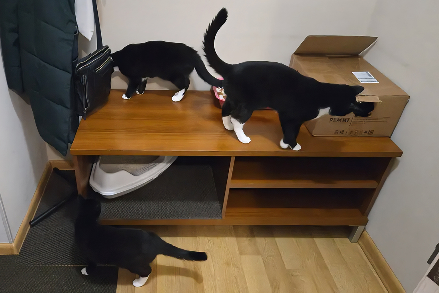 Подарок питомцам