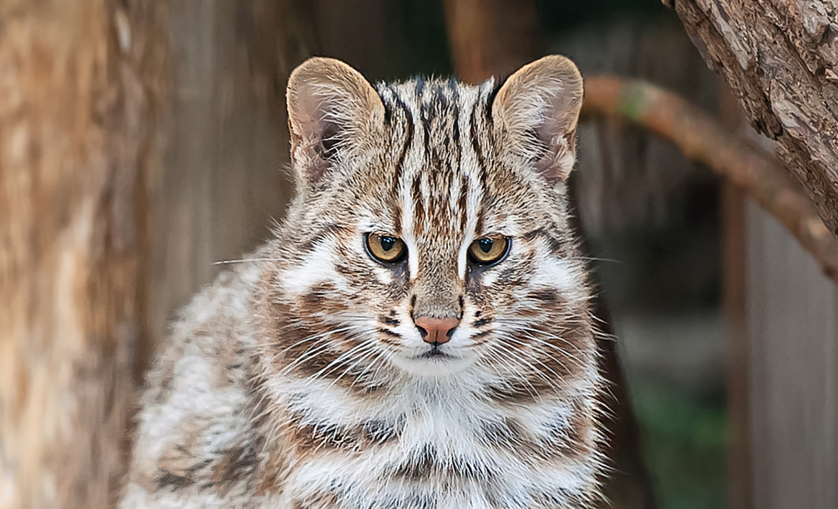 Дальневосточный лесной кот