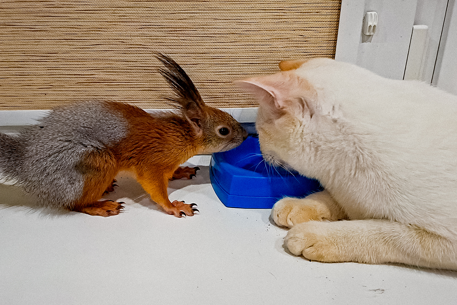 Беляшик не против делиться с ужином с бельчонком