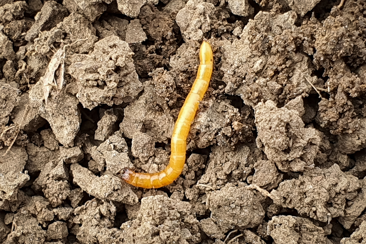Это личинки проволочника, которые и доставляют проблемы огородникам. © Dan Gabriel Atanasie / Shutterstock / FOTODOM