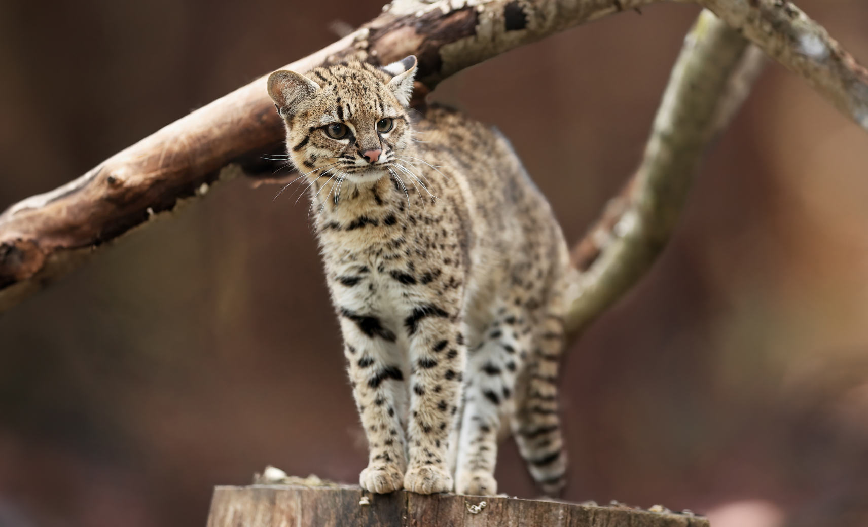 Кошка Жоффруа