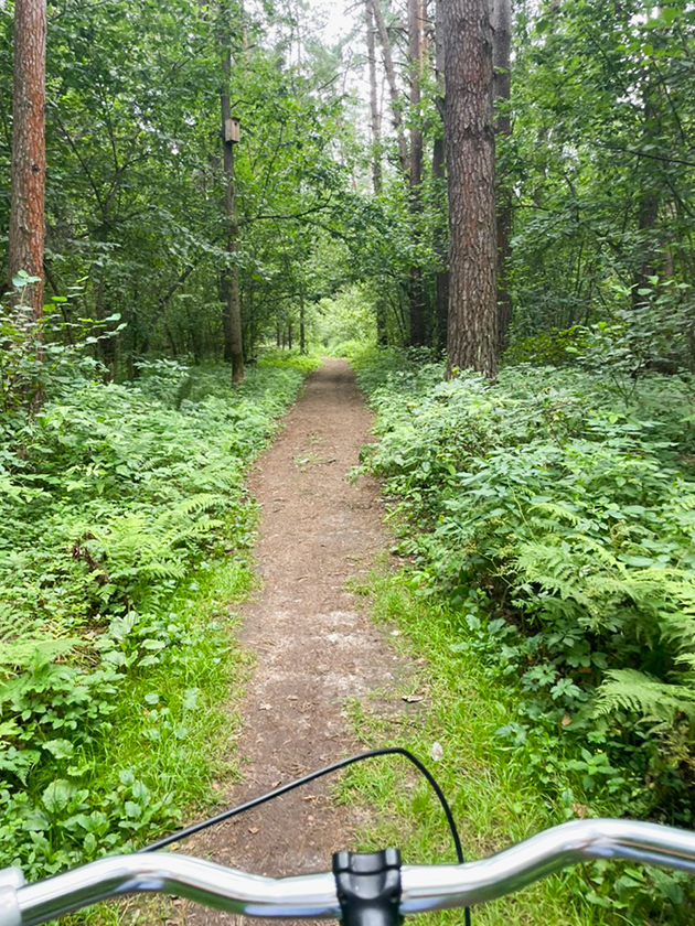 Катаюсь на велосипеде по лесу и по-настоящему отдыхаю