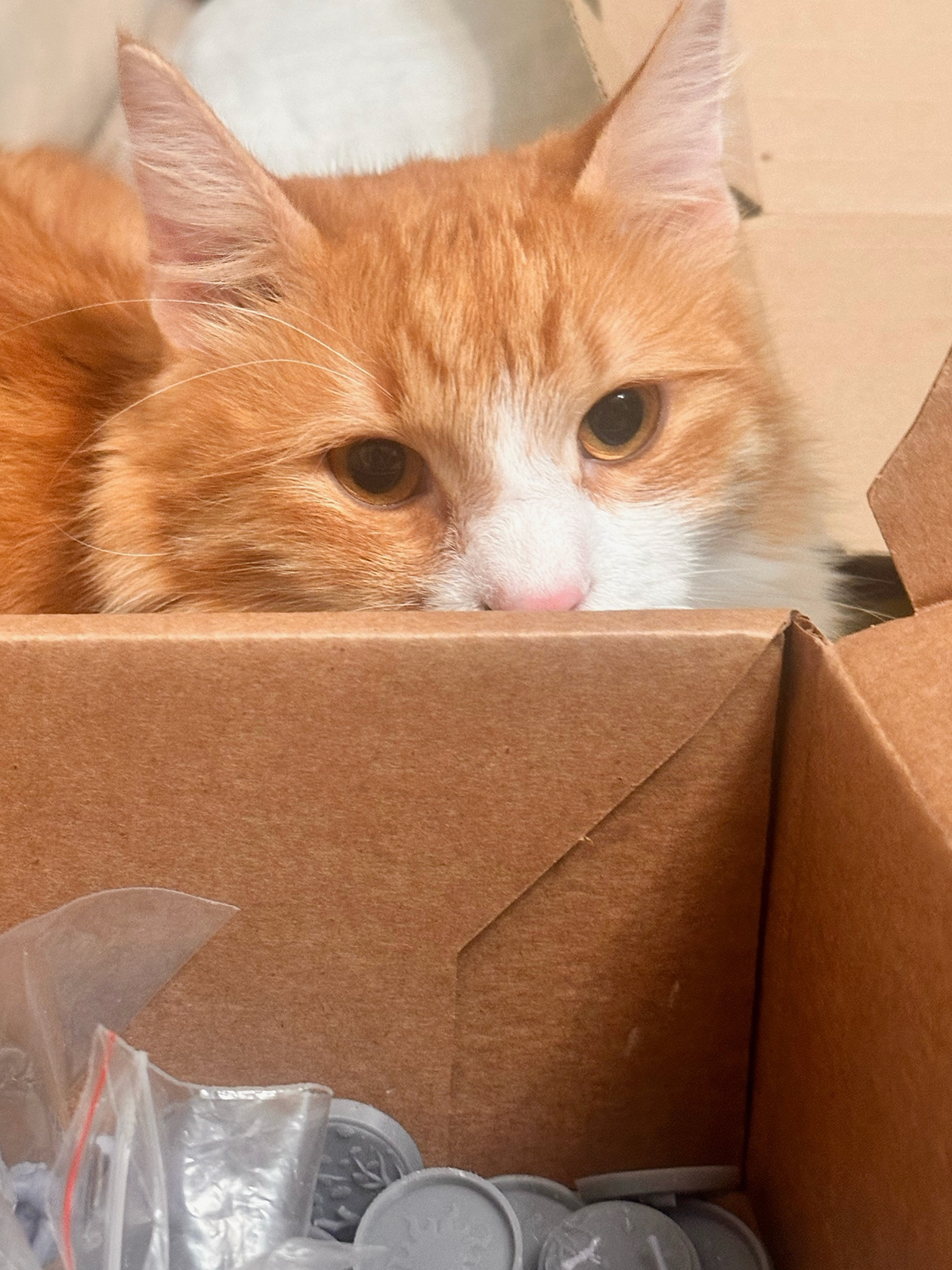 Пока красим фигурки, к нам приходит Персик и садится в коробки с миниатюрами и красками