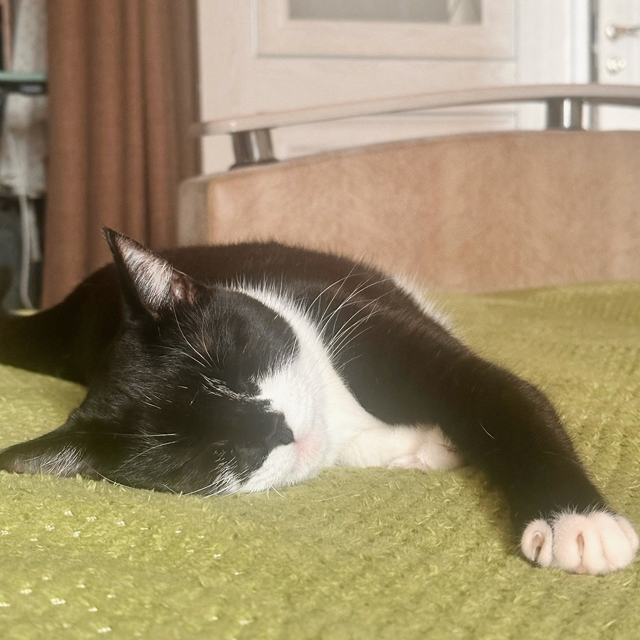 Гера валяется рядом. Она очень любит, когда ее чешут