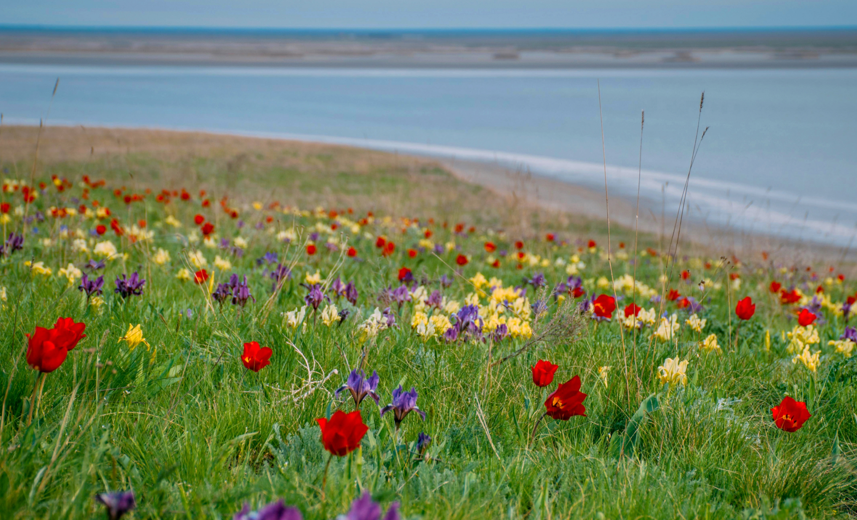 Цветущая степь