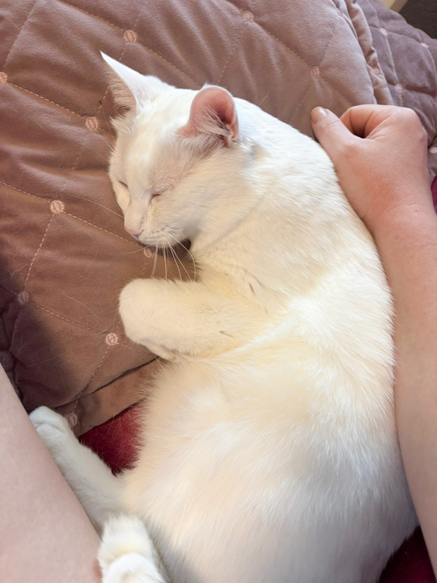 Напоследок повалялись с кошкой