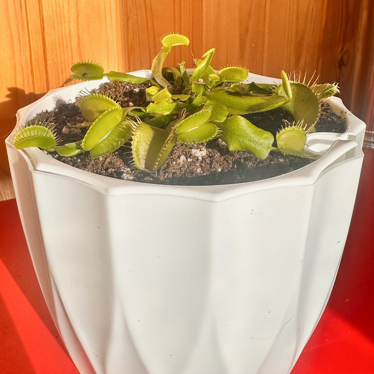 Пересадила мухоловку. Если присмотреться, можно увидеть жучка, которого она недавно ела