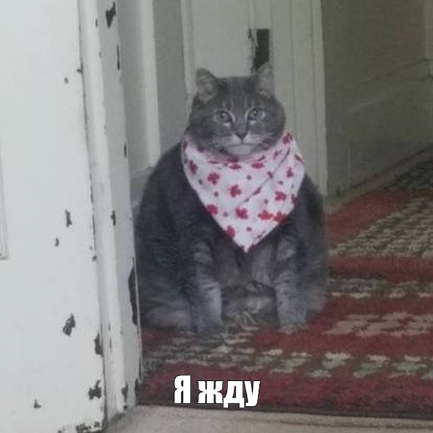 Добавлю мем с котом по этому поводу