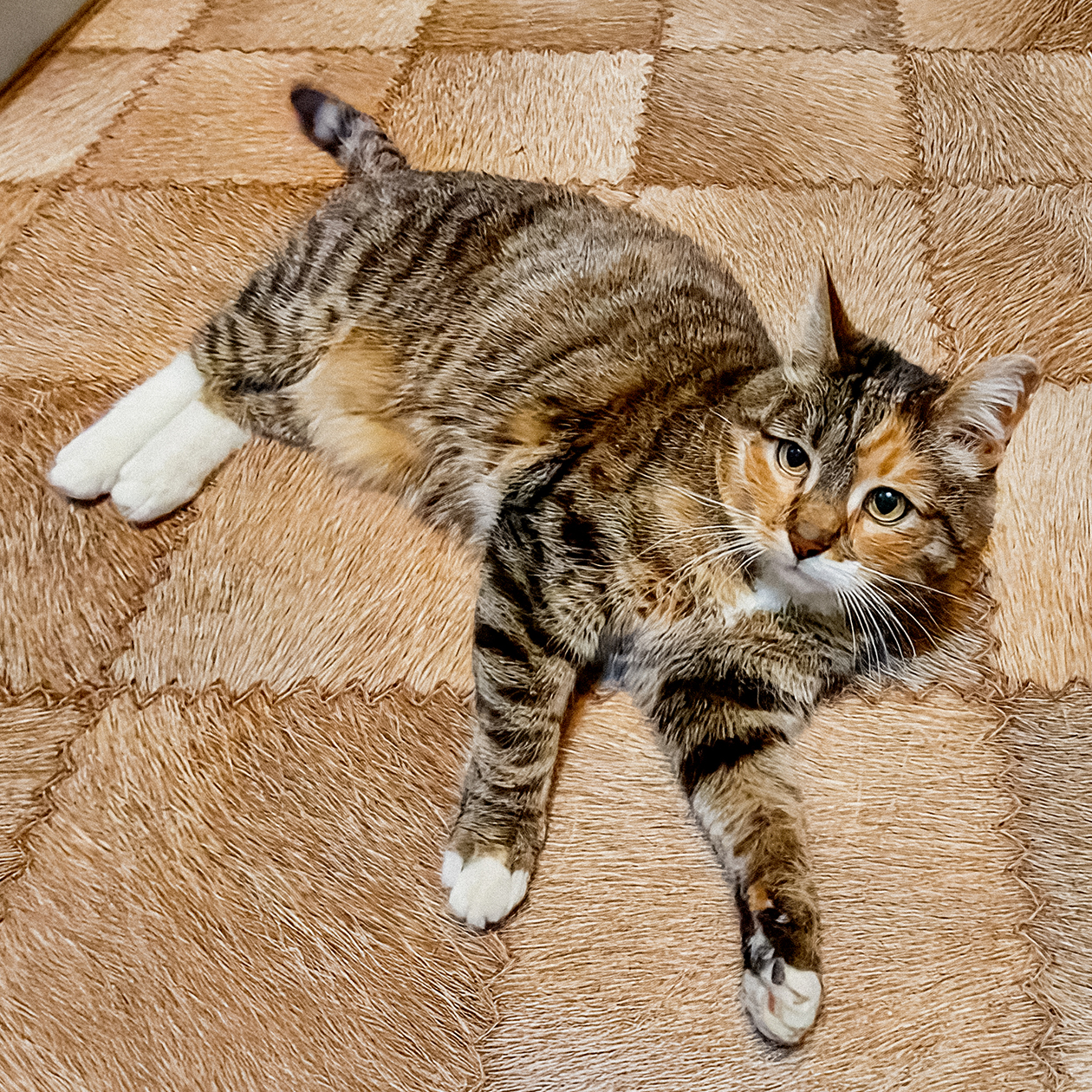 Кажется, из-за психологической травмы Феня может видеть опасность там, где ее нет. Иногда она чувствует себя чужой, будто вокруг одни враги. Это ее особенность, с которой я смирилась