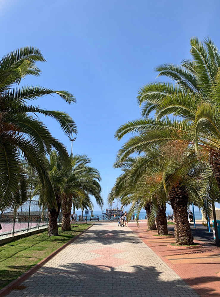 Пальмовая аллея ведет к пляжу — здесь любят прогуливаться жители города и туристы
