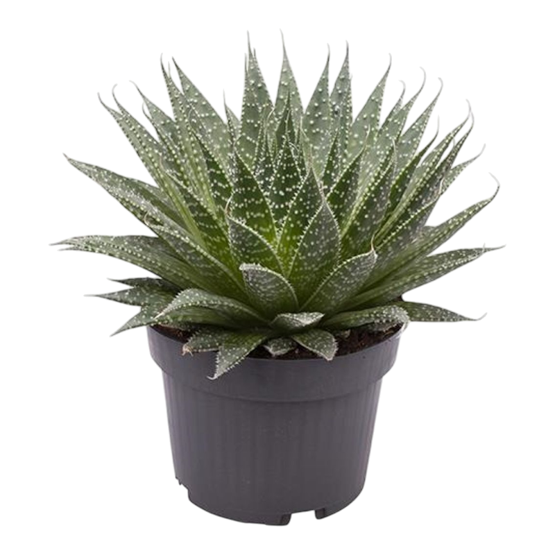 Алоэ остистое