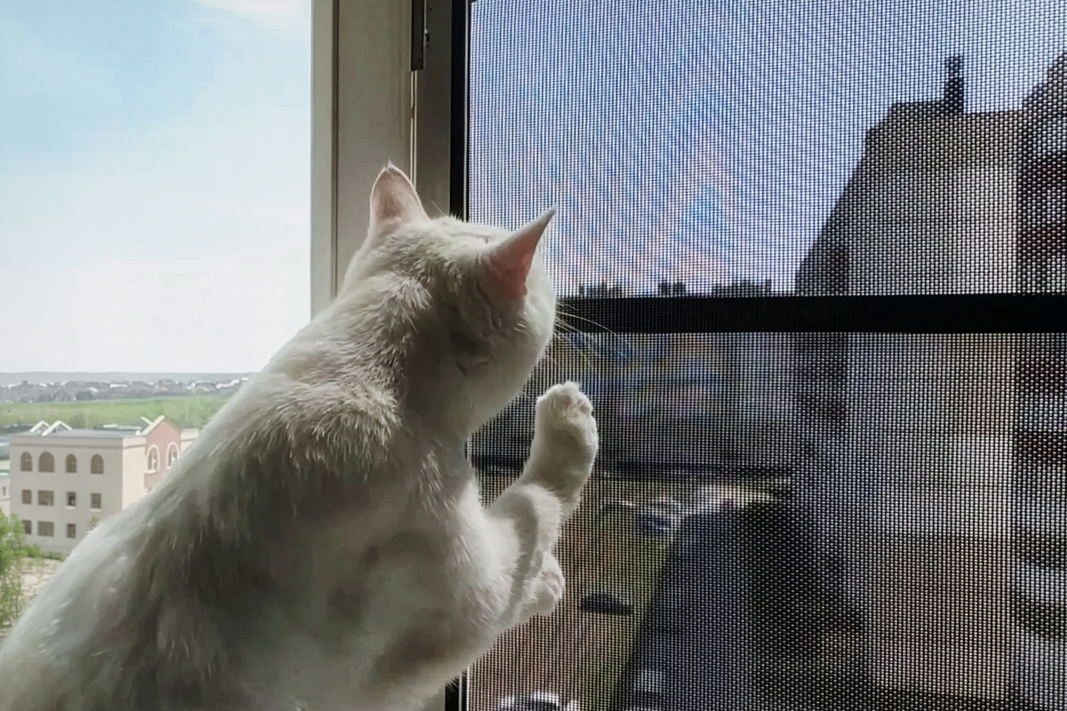 Так выглядит сетка Pet Screen. © кошки-не-птицы.рф