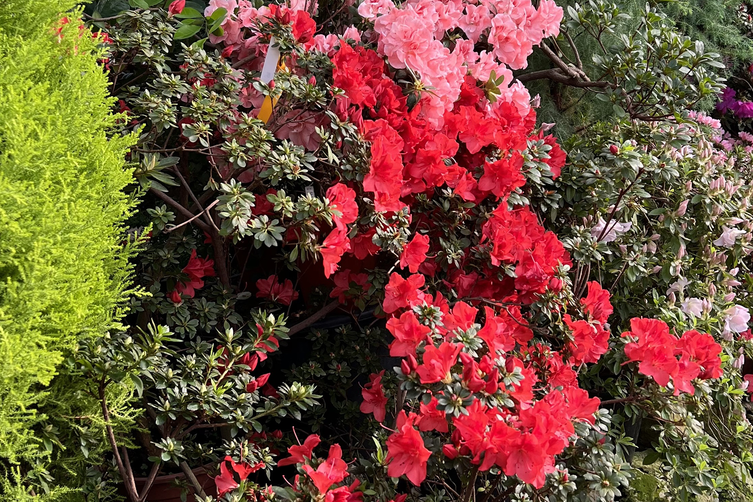 Азалия цветет продолжительно — 9—11 недель