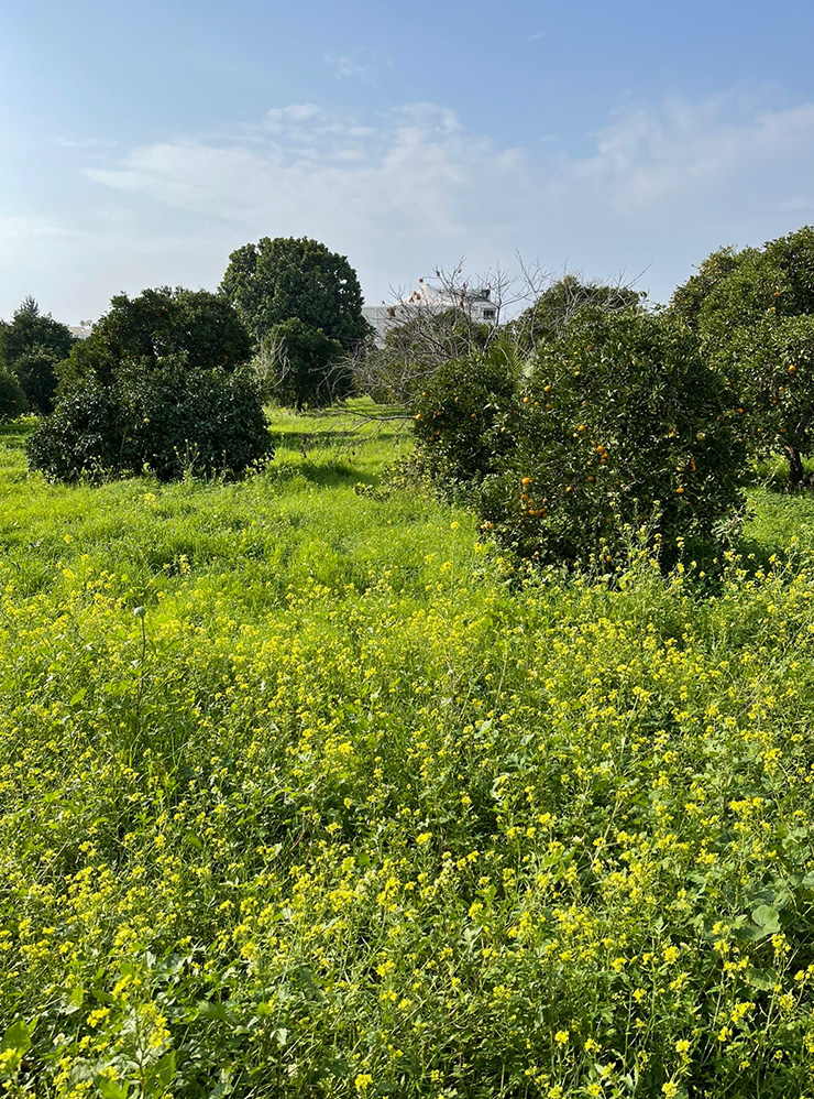 Кипр в конце декабря 2022 — цветет трава, много зелени, повсюду спелые цитрусы