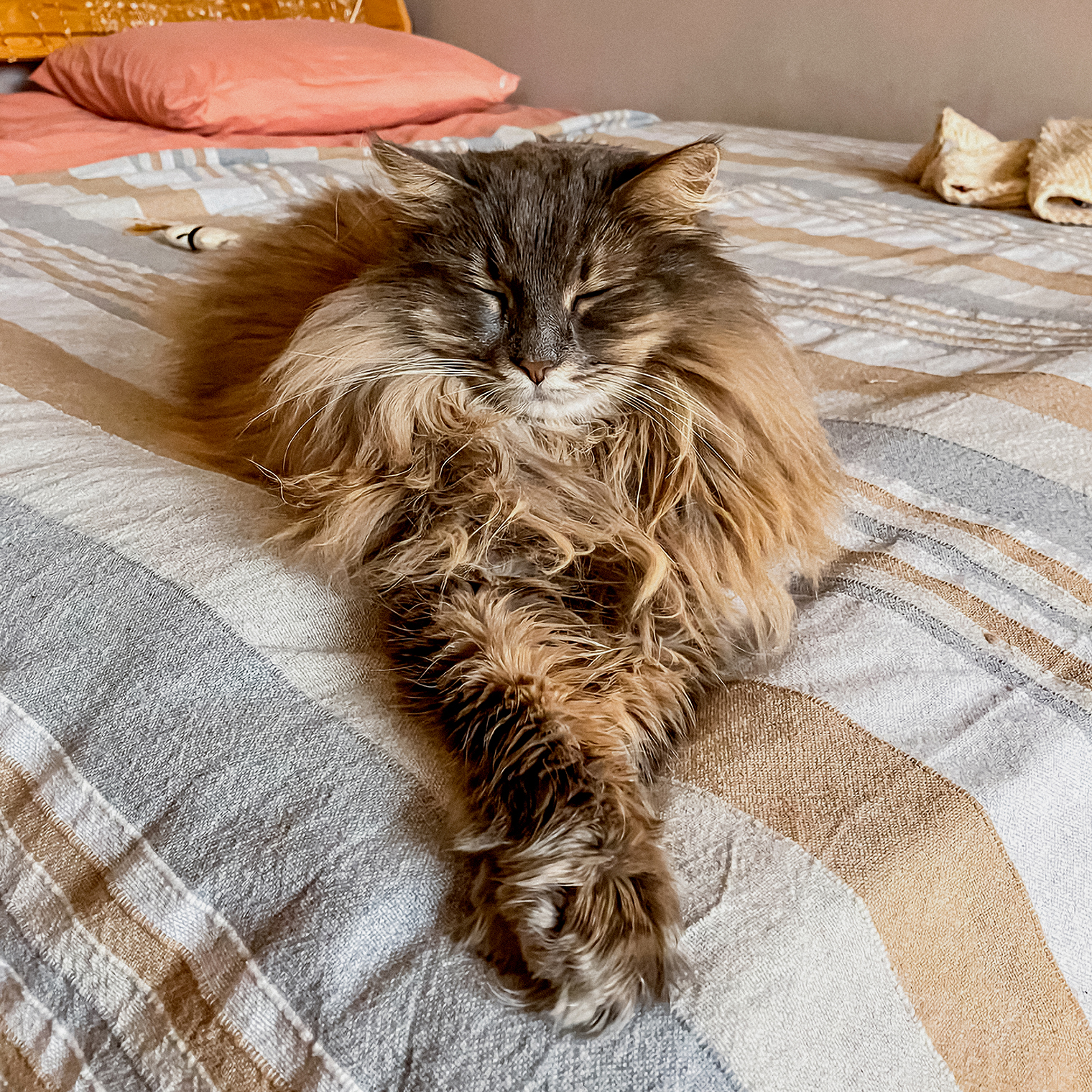 Мордочка Пуши, когда за окном не шумят поливайки