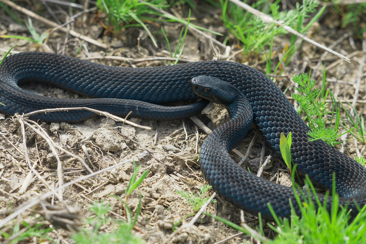 ⛔️ Гадюки черного окраса темнеют к третьему году жизни. Фотография: MEDIAIMAG / Shutterstock / FOTODOM