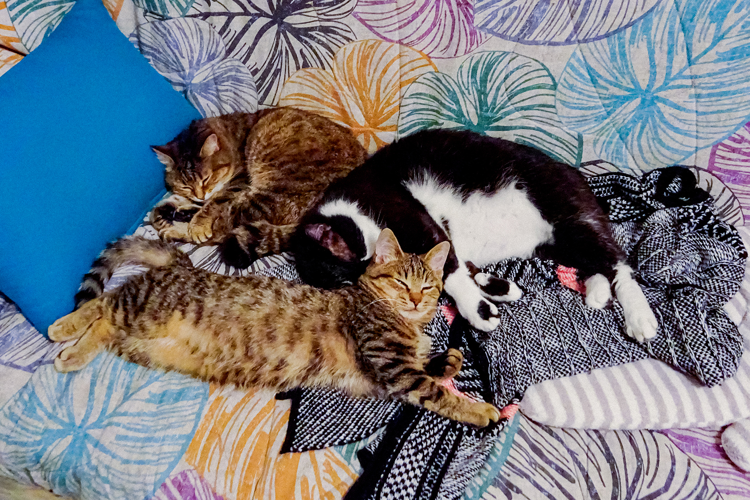 Новый кот быстро вписался в мою пеструю компанию