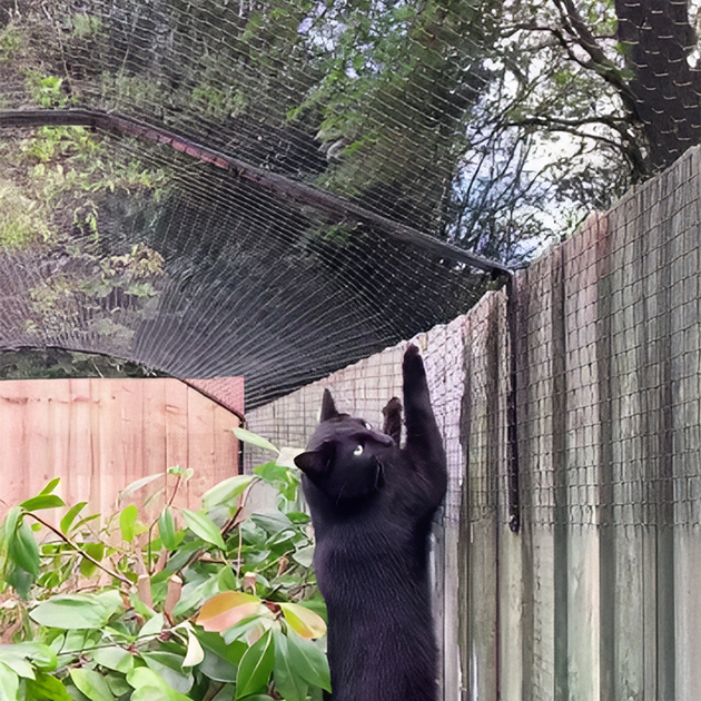 Вот как выглядит упомянутая выше сетка на заборе. Источник: кошки-не⁠-⁠птицы.рф