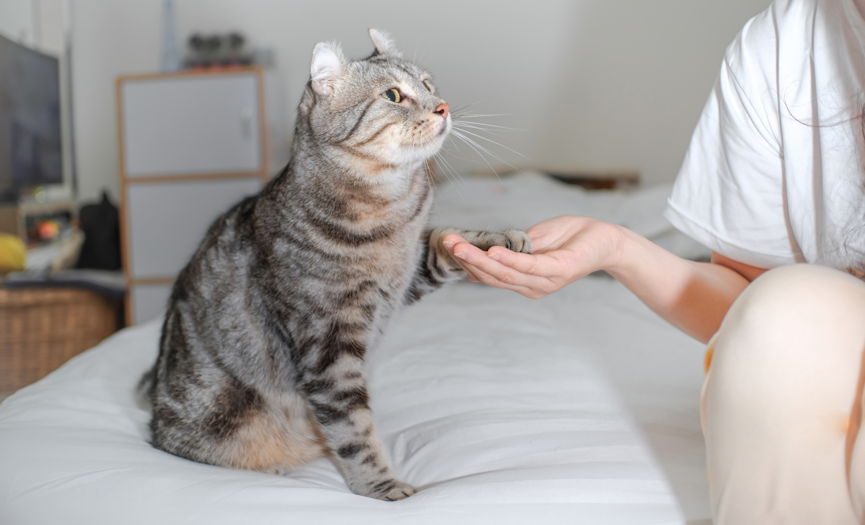 Научить давать пять…