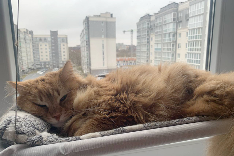 Фокс отдыхает в своем любимом гамаке