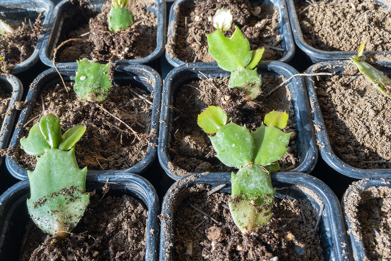 Правильное расположение черенков при укоренении так, чтобы только нижний сегмент был в грунте на одну треть. Фотография: GreenThumbShots / Shutterstock / FOTODOM