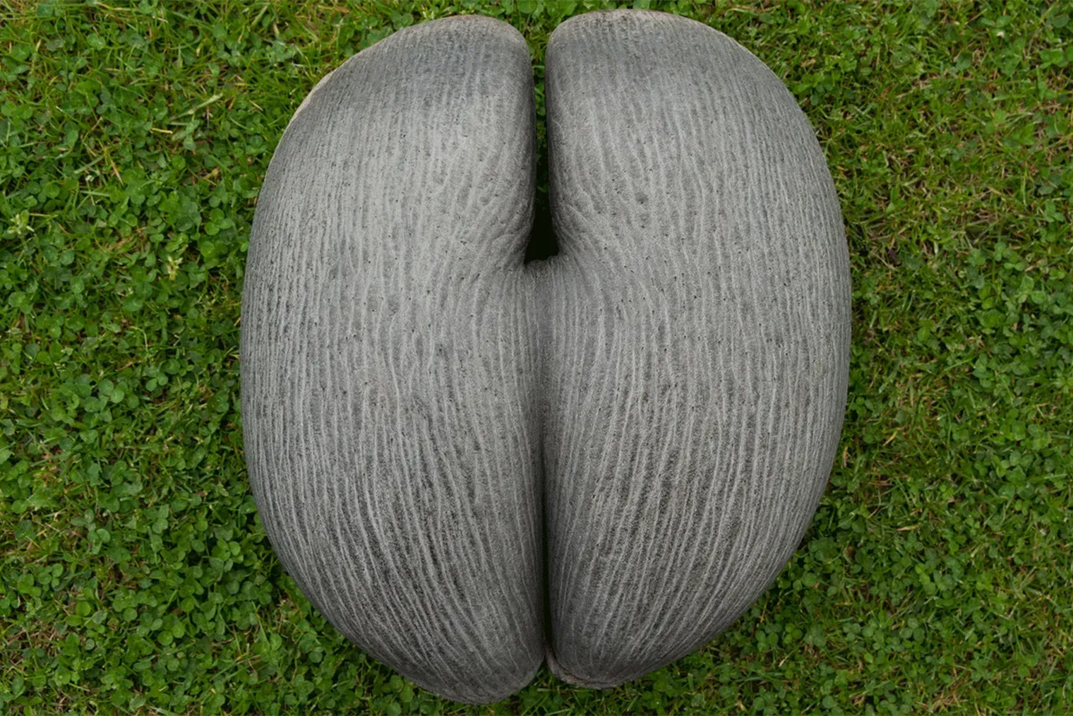 Так выглядит плод легендарной пальмы коко-де-мер. Эти впечатляющие семена необычной формы и весом до 25 кг привлекают ученых, туристов и браконьеров. Источник: kew.org