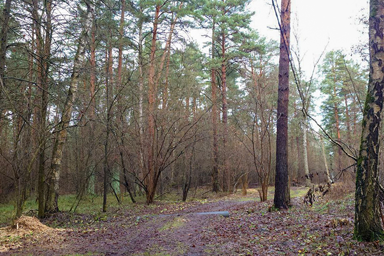 «Декабрьская» природа — все зеленое