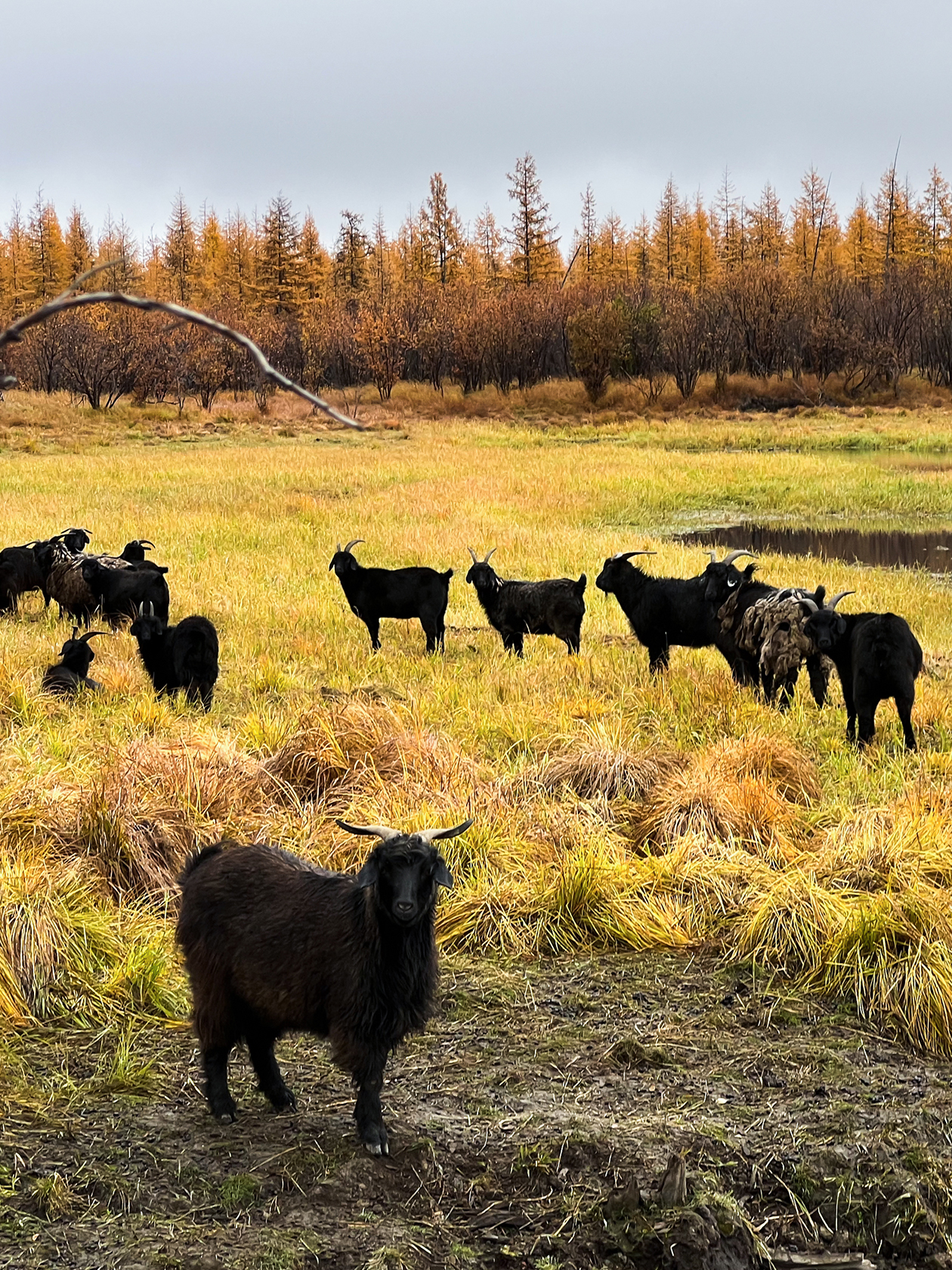 А вот такие ландшафты в парке. Там живут девять видов животных: северные олени, якутские лошади, лоси, степные бизоны, верблюды, овцебыки, калмыцкие коровы, оренбургские козы и эдильбаевские овцы