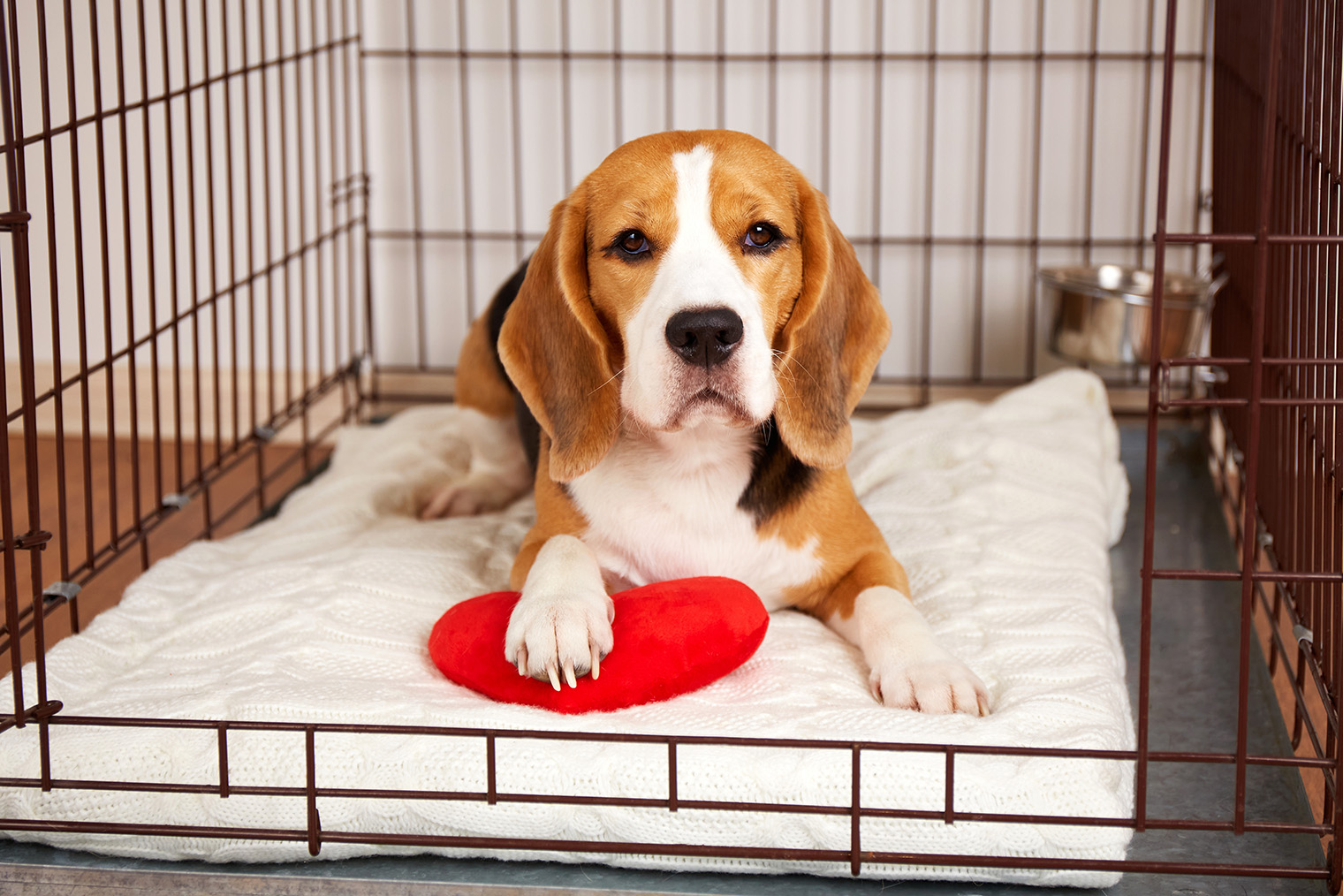Если вы хотите организовать для собаки свое место в доме, выберите клетку побольше. Снимите дверцу или оставляйте ее открытой. Фотография: Viktorya Telminova / Shutterstock / FOTODOM